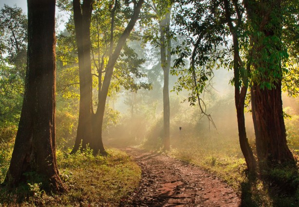 Deep in the heart of the Sintra jungle in Portugal, 